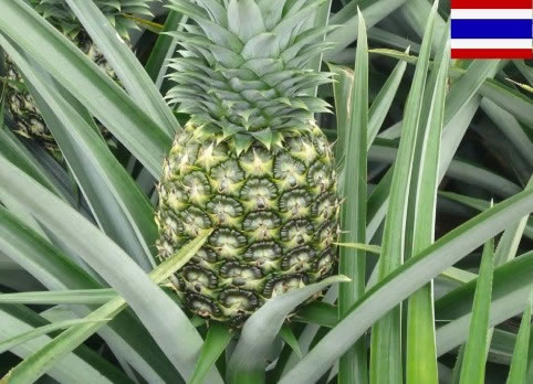 Pineapple,Pineapple