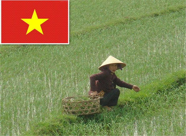 vietnam rice,Grain & Nuts & Kernels