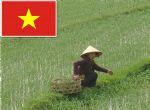 فيتنام أرز
