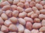 peanut kernels round shape