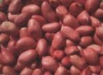 peanut red skin hernels