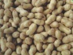 ,Grãos & Nuts & Grãos
