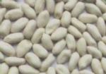 blanched peanut kernels