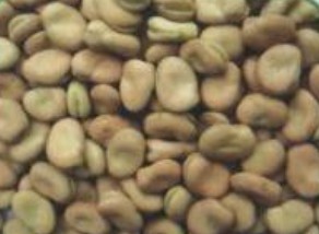 broad beans,Grain & Nuts & Kernels