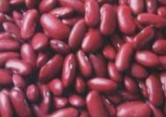 dark red kidney beans,Grain & Nuts & Kernels