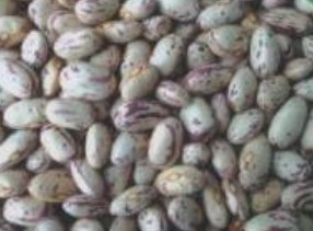 light speckled kidney beans american round shape,Grain & Nuts & Kernels