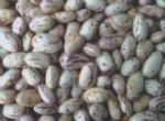 light speckled kidney beans american round shape