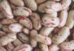 light speckled kidney beans long shape