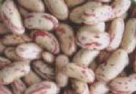 light speckled kidney beans long shape