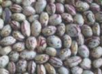 light speckled kidney beans xinjiang round shape
