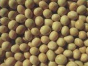 soybeans,Grain & Nuts & Kernels