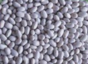 white kidney beans japanese type,Grain & Nuts & Kernels