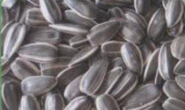 sunflower seeds american type 909,Grain & Nuts & Kernels