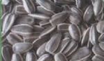 sunflower seeds american type 909