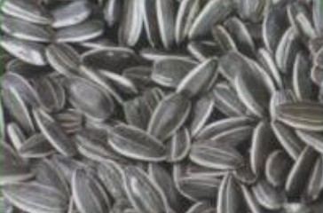 sunflower seeds american type 5009,Grain & Nuts & Kernels