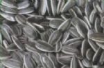 sunflower seeds american type 5009