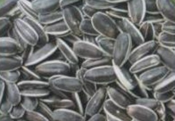 sunflower seeds american type 5135,Grain & Nuts & Kernels