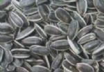 sunflower seeds american type 5135