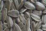 sunflower seeds american type 6009