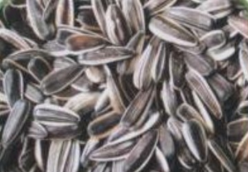 sunflower seeds banke,Grain & Nuts & Kernels