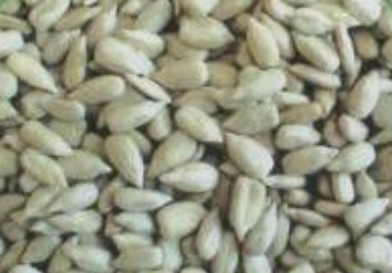sunflower seeds kernels bakery ,Grain & Nuts & Kernels