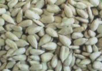 ,Grãos & Nuts & Grãos