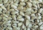 sunflower seeds kernels bakery 