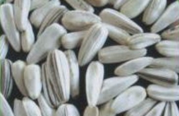 white sunflowr seeds,Grain & Nuts & Kernels