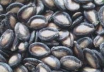 black watermelon seeds,Grain & Nuts & Kernels