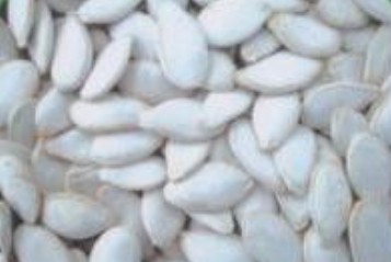 snow white pumpkin seeds size 11cm,Grain & Nuts & Kernels