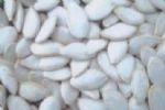 snow white pumpkin seeds size 11cm