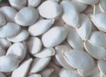 snow white pumpkin seeds size 13cm,Grain & Nuts & Kernels