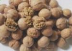 walnut in shell