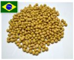 Brazil Soya Bean